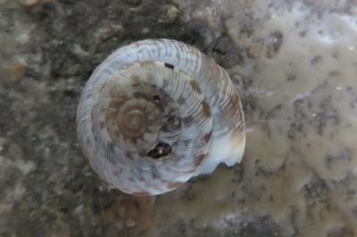 <i>Xeroplexa intersecta</i>