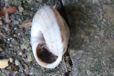 <i>Xeroplexa intersecta</i>