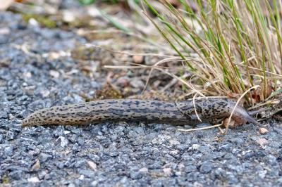 <i>Limax maximus</i>