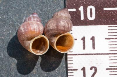 <i>Pomatias elegans</i>