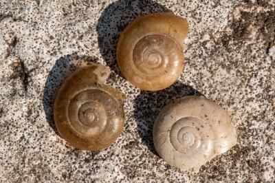 Oxychilus draparnaudi