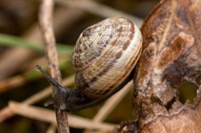 <i>Backeljaia gigaxii</i>
