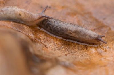 <i>Deroceras reticulatum</i>