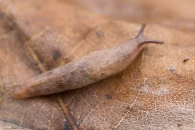 <i>Deroceras reticulatum</i>