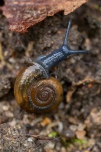 <i>Oxychilus draparnaudi</i>