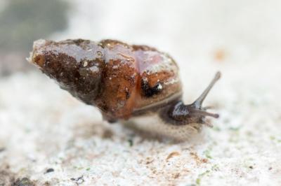 <i>Merdigera obscura</i>