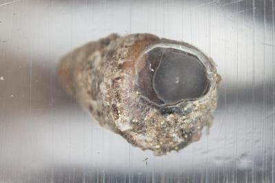<i>Merdigera obscura</i>