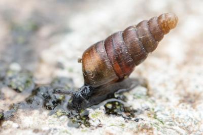 <i>Clausilia bidentata</i>