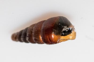 <i>Clausilia bidentata</i>