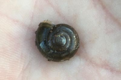<i>Oxychilus draparnaudi</i>
