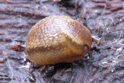 <i>Arion subfuscus</i>