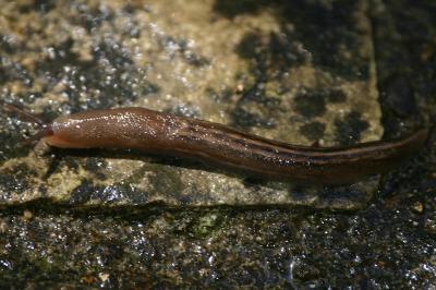<i>Ambigolimax valentianus</i>