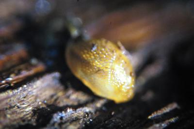 <i>Arion subfuscus</i>