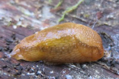 <i>Arion subfuscus</i>