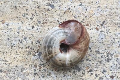 <i>Backeljaia gigaxii</i>