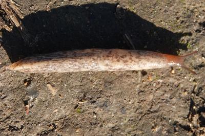 <i>Deroceras reticulatum</i>