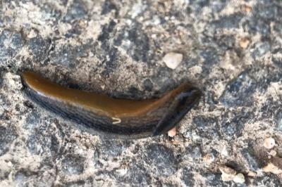 <i>Arion hortensis</i>