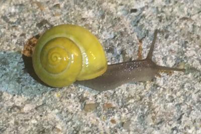 <i>Cepaea hortensis</i>