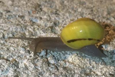 <i>Cepaea hortensis</i>