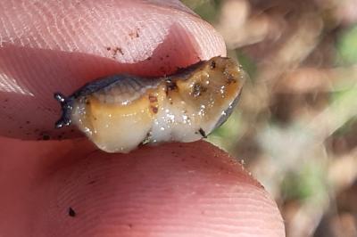 <i>Arion hortensis</i>