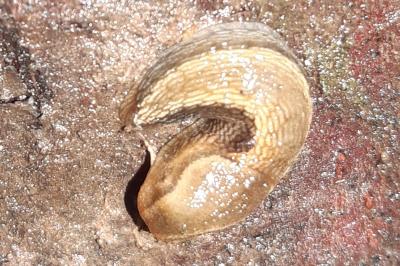<i>Arion</i>