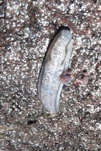 <i>Arion fasciatus</i>