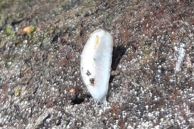 <i>Arion fasciatus</i>