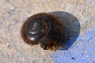 <i>Oxychilus draparnaudi</i>