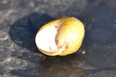 <i>Cepaea</i>
