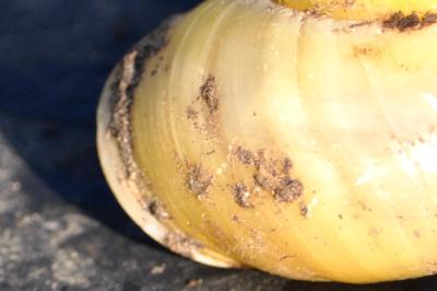 <i>Cepaea</i>