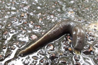 <i>Limax cinereoniger</i>