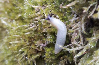 <i>Arion intermedius</i>