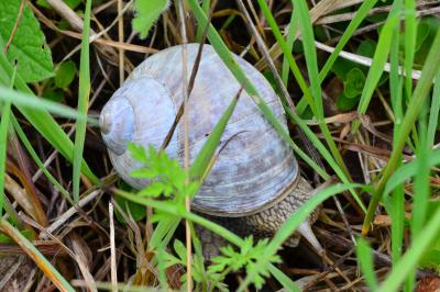 <i>Helix pomatia</i>