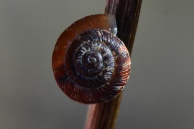 Xeroplexa intersecta