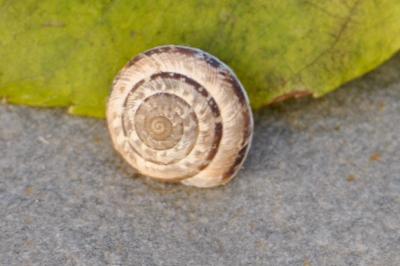 Xeroplexa intersecta
