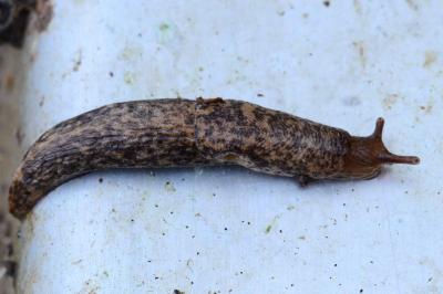 Deroceras reticulatum