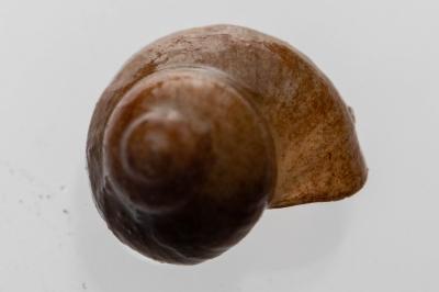 Valvata piscinalis