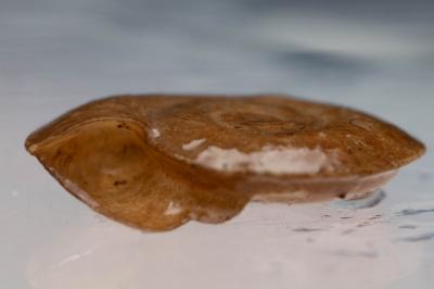 Planorbis carinatus