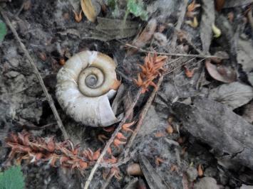 <i>Planorbarius corneus</i>