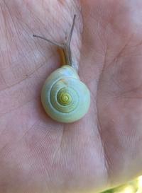 <i>Cepaea hortensis</i>