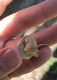 <i>Cepaea hortensis</i>
