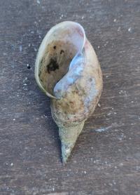 <i>Lymnaea stagnalis</i>