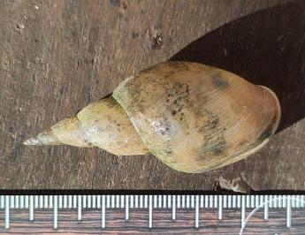 <i>Lymnaea stagnalis</i>
