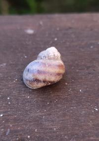 <i>Viviparus viviparus</i>