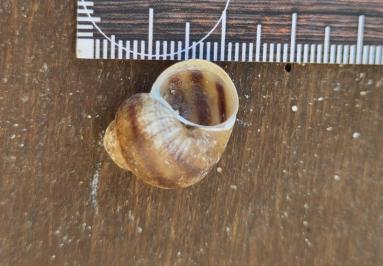 <i>Viviparus viviparus</i>