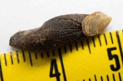 <i>Testacella haliotidea</i>