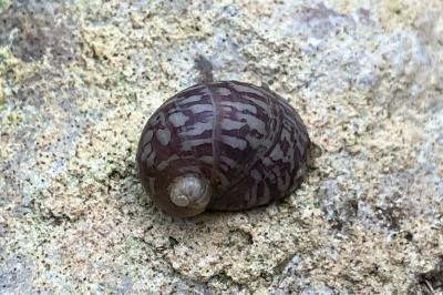 <i>Theodoxus fluviatilis</i>