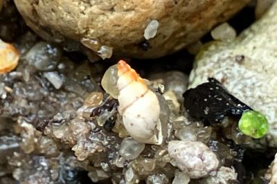 Potamopyrgus antipodarum