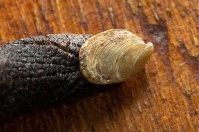 <i>Testacella haliotidea</i>