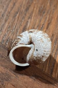 <i>Arianta arbustorum</i>